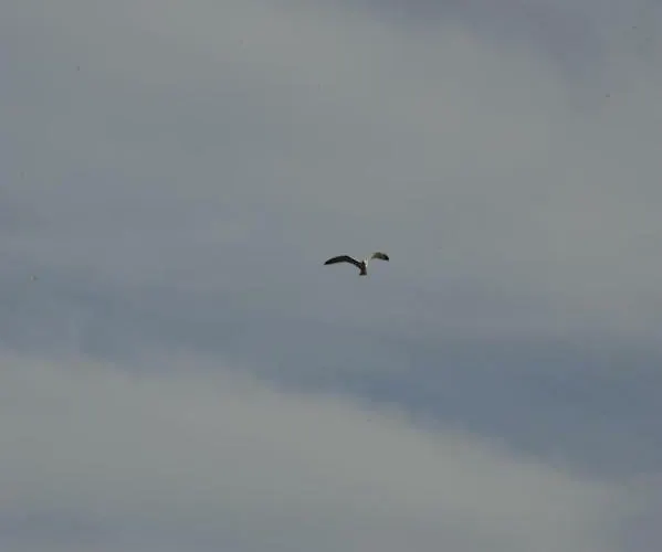 Сasa de vacaciones Dandy - Fisherman's Hut - By The Sea *